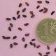 Prevence, prostředky a metody boje proti chorobám a škůdcům jeřábu (červený) Listy aronie žloutnou