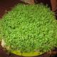 Cress šalát rastúci zo semien na parapete v zime doma - najlepšie odrody