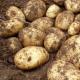 De mest produktiva potatissorterna med namn och foton