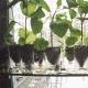 Pestovanie uhoriek na balkóne od A po Z Ako pestovať uhorky vo fľašiach na balkóne