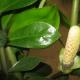 Zamioculcas: what a caring dollar tree owner needs to know Why does Zamioculcas have thin leaves