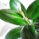 Propagation of ficus by cuttings - how to cultivate a flower of family well-being?