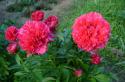 Herbaceous peony: planting and caring for garden flowers Planting and caring for herbaceous peony
