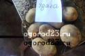 Potato varieties for connoisseurs of taste and harvest lovers Description and characteristics of potato varieties