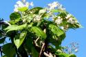 Catalpa: how to grow a southern “guest” in the harsh conditions of the Moscow region A tree with long thin pods